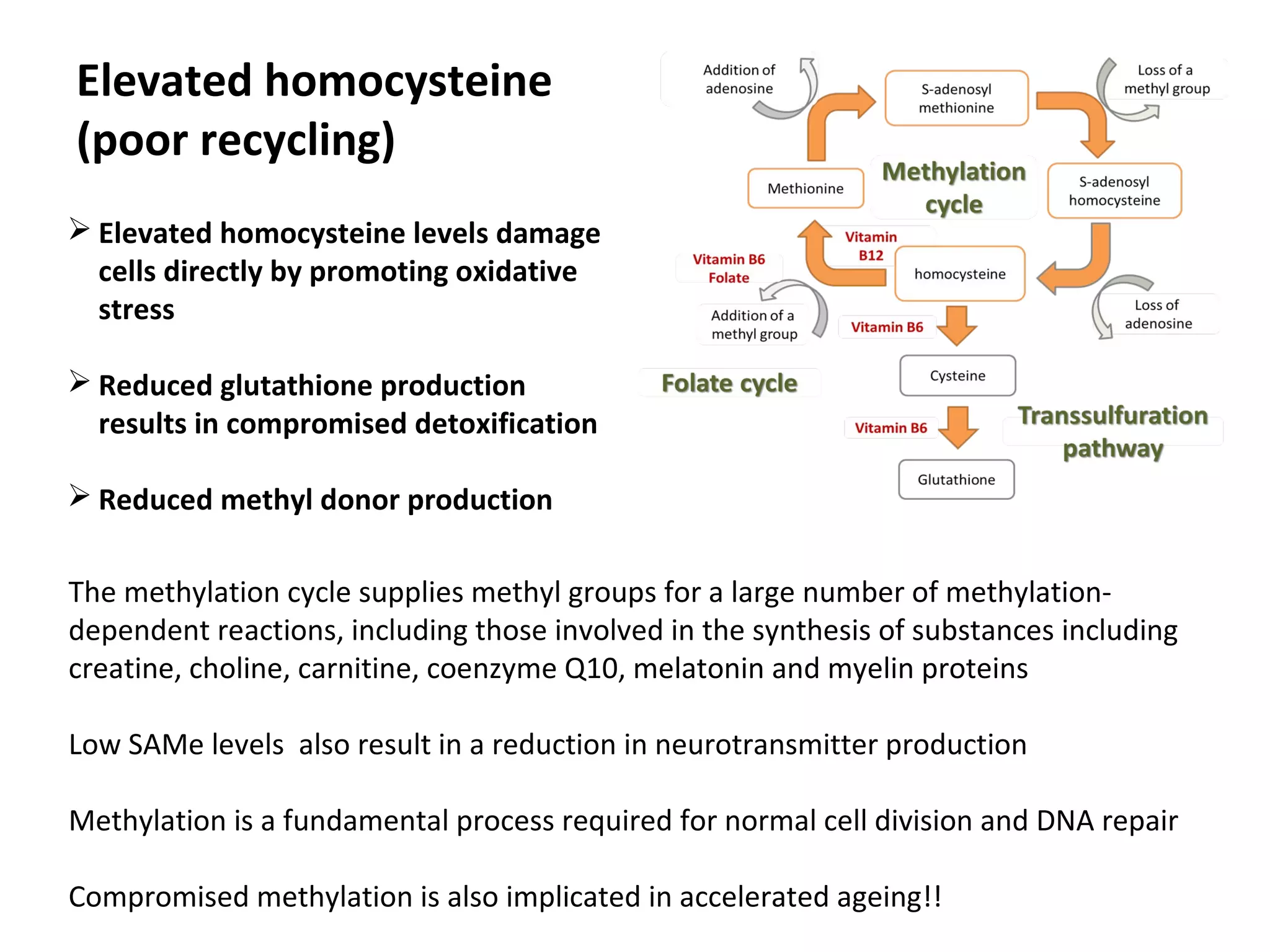 Elevated homocysteine
(poor recycling)
 Elevated homocysteine levels damage
cells directly by promoting oxidative
stress
 Reduced glutathione production
results in compromised detoxification
 Reduced methyl donor production
The methylation cycle supplies methyl groups for a large number of methylation-
dependent reactions, including those involved in the synthesis of substances including
creatine, choline, carnitine, coenzyme Q10, melatonin and myelin proteins
Low SAMe levels also result in a reduction in neurotransmitter production
Methylation is a fundamental process required for normal cell division and DNA repair
Compromised methylation is also implicated in accelerated ageing!!
 