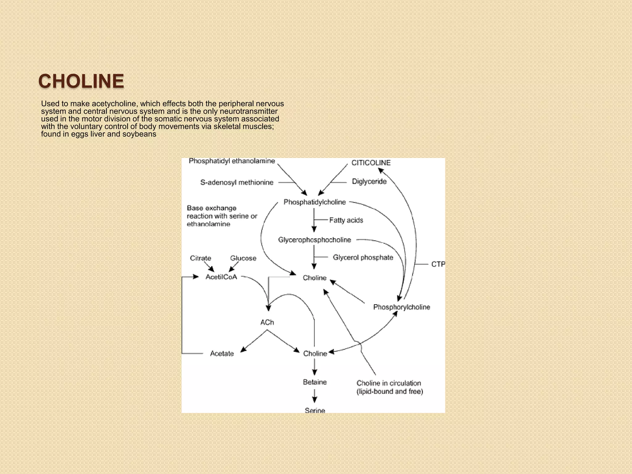 CHOLINE
Used to make acetycholine, which effects both the peripheral nervous
system and central nervous system and is the only neurotransmitter
used in the motor division of the somatic nervous system associated
with the voluntary control of body movements via skeletal muscles;
found in eggs liver and soybeans
 