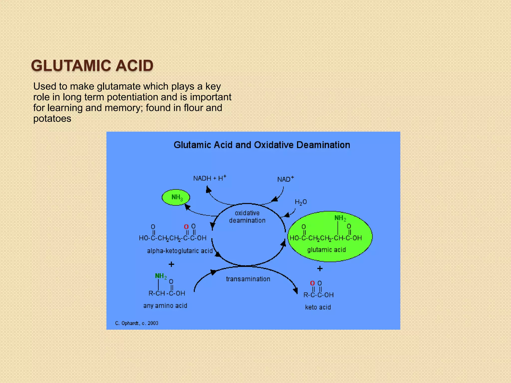 GLUTAMIC ACID
Used to make glutamate which plays a key
role in long term potentiation and is important
for learning and memory; found in flour and
potatoes
 