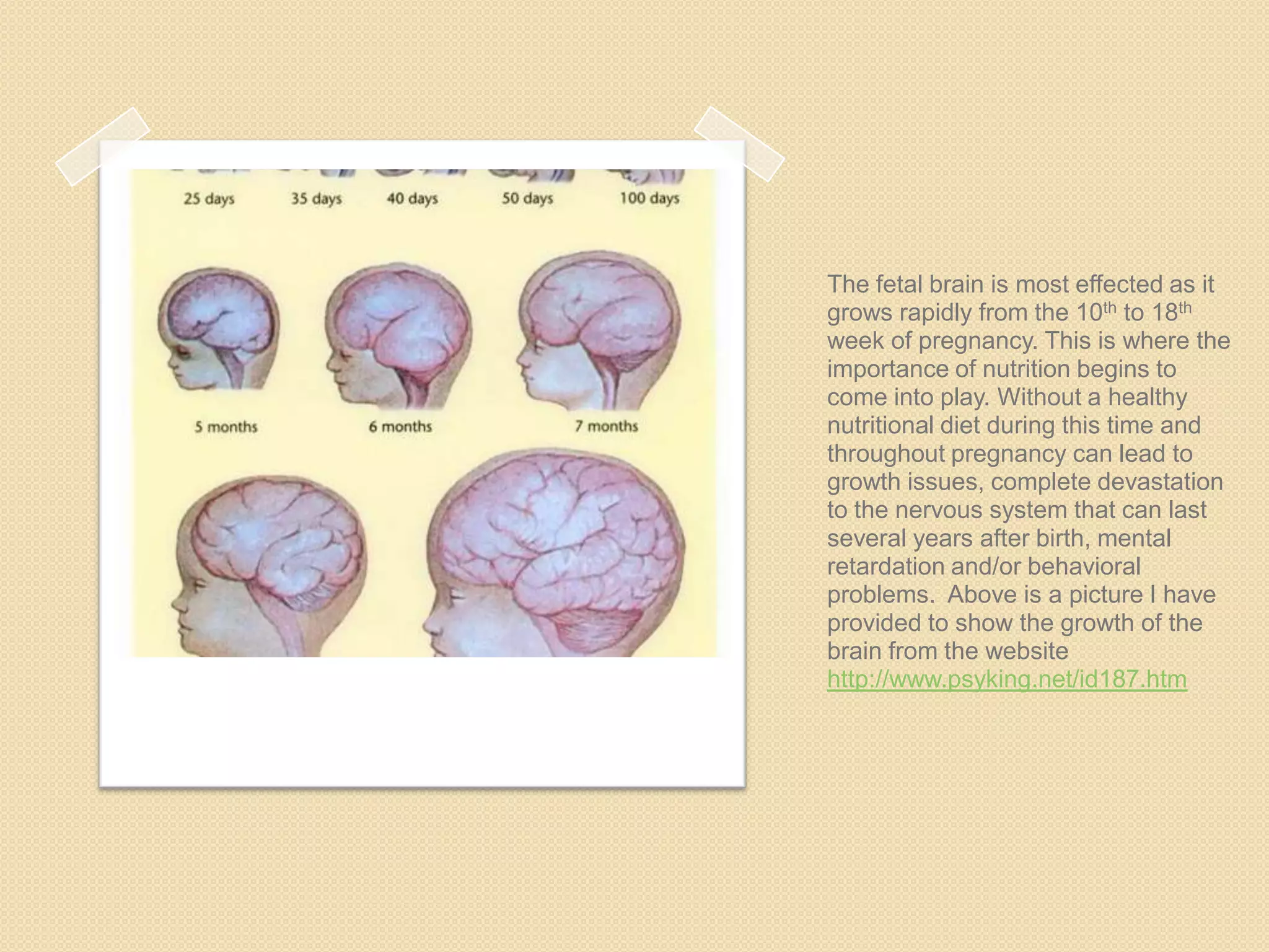 The fetal brain is most effected as it
grows rapidly from the 10th to 18th
week of pregnancy. This is where the
importance of nutrition begins to
come into play. Without a healthy
nutritional diet during this time and
throughout pregnancy can lead to
growth issues, complete devastation
to the nervous system that can last
several years after birth, mental
retardation and/or behavioral
problems. Above is a picture I have
provided to show the growth of the
brain from the website
http://www.psyking.net/id187.htm
 