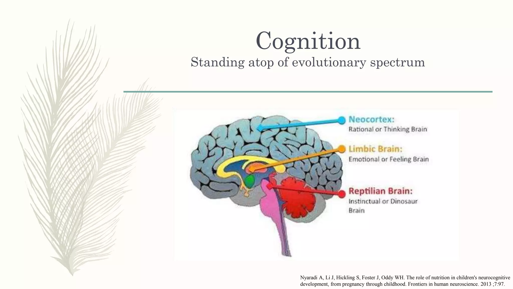 Cognition
Standing atop of evolutionary spectrum
Nyaradi A, Li J, Hickling S, Foster J, Oddy WH. The role of nutrition in children's neurocognitive
development, from pregnancy through childhood. Frontiers in human neuroscience. 2013 ;7:97.
 