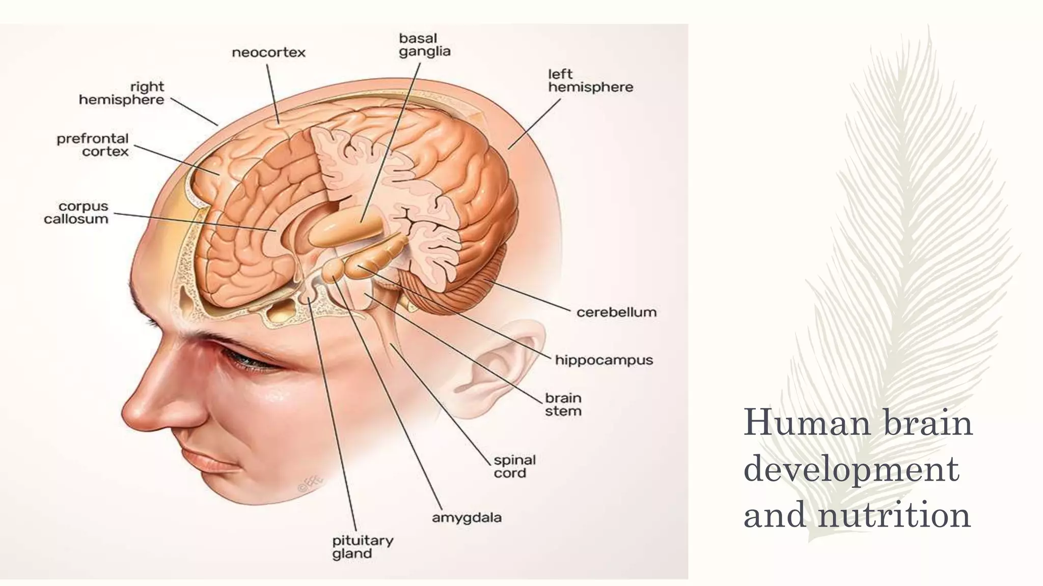 Human brain
development
and nutrition
 