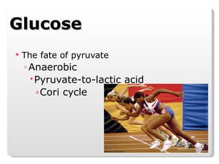 Glucose The fate of pyruvate  Anaerobic Pyruvate-to-lactic acid Cori cycle 