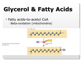 Glycerol & Fatty Acids Fatty acids-to-acetyl CoA Beta-oxidation (mitochondria) 