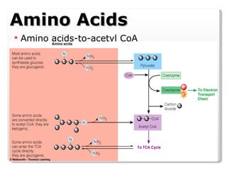 Amino Acids Amino acids-to-acetyl CoA WMSU BSND Review 2007 