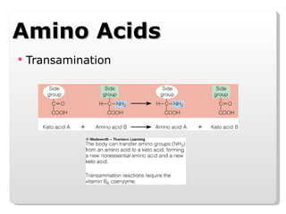 Amino Acids Transamination 