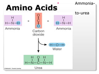 Amino Acids Ammonia-  to-urea 