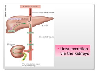 Urea excretion via the kidneys 