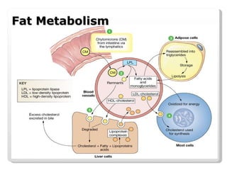 Fat Metabolism WMSU BSND Review 2007 