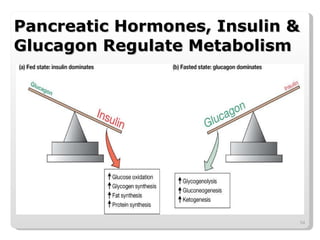 Pancreatic Hormones, Insulin & Glucagon Regulate Metabolism 