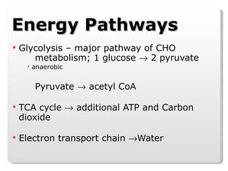 Energy Pathways Glycolysis – major pathway of CHO  metabolism; 1 glucose    2 pyruvate anaerobic Pyruvate    acetyl CoA TCA cycle    additional ATP and Carbon dioxide Electron transport chain   Water 