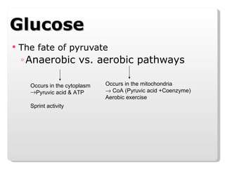 Glucose The fate of pyruvate Anaerobic vs. aerobic pathways Occurs in the cytoplasm Pyruvic acid & ATP Sprint activity Occurs in the mitochondria    CoA (Pyruvic acid +Coenzyme) Aerobic exercise 