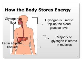 How the Body Stores Energy Glycogen in liver Fat in adipose Tissues Glycogen is used to top-up the blood glucose level Majority of glycogen is stored in muscles 
