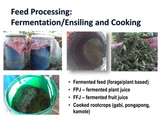 • Fermented feed (forage/plant based)
• FPJ – fermented plant juice
• FFJ – fermented fruit juice
• Cooked rootcrops (gabi, pongapong,
kamote)
 