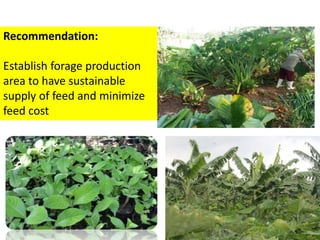 Recommendation:
Establish forage production
area to have sustainable
supply of feed and minimize
feed cost
 