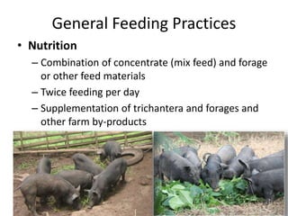General Feeding Practices
• Nutrition
– Combination of concentrate (mix feed) and forage
or other feed materials
– Twice feeding per day
– Supplementation of trichantera and forages and
other farm by-products
 
