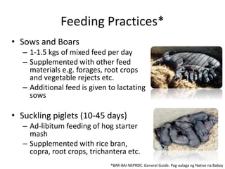Feeding Practices*
• Sows and Boars
– 1-1.5 kgs of mixed feed per day
– Supplemented with other feed
materials e.g. forages, root crops
and vegetable rejects etc.
– Additional feed is given to lactating
sows
• Suckling piglets (10-45 days)
– Ad-libitum feeding of hog starter
mash
– Supplemented with rice bran,
copra, root crops, trichantera etc.
*BAR-BAI-NSPRDC. General Guide. Pag-aalaga ng Native na Baboy
 