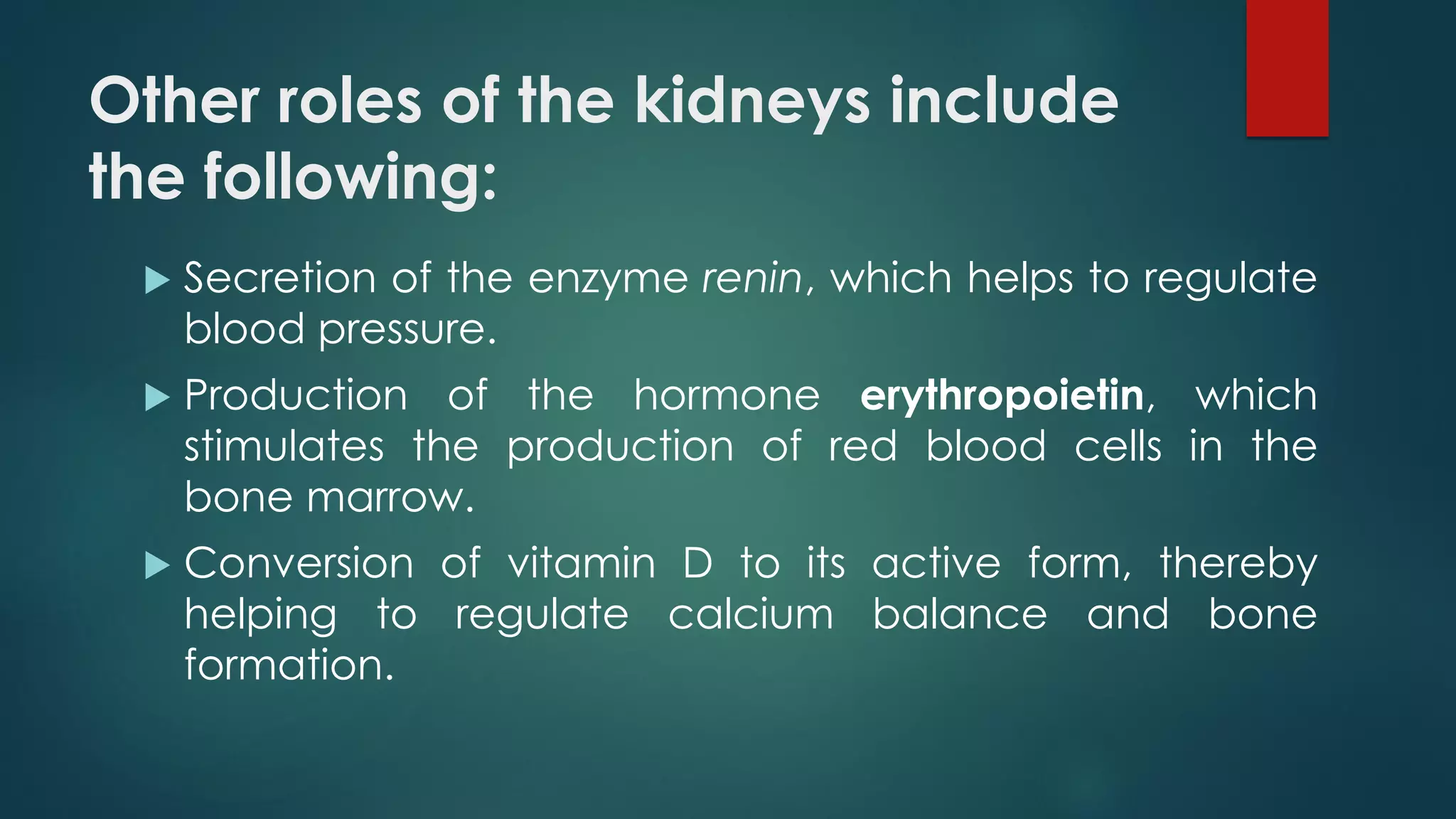 Other roles of the kidneys include
the following:
 Secretion of the enzyme renin, which helps to regulate
blood pressure.
 Production of the hormone erythropoietin, which
stimulates the production of red blood cells in the
bone marrow.
 Conversion of vitamin D to its active form, thereby
helping to regulate calcium balance and bone
formation.
 