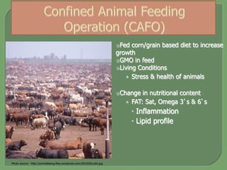 ž Fed corn/grain based diet to increase
growth
ž GMO in feed
ž Living Conditions
•  Stress & health of animals
ž Change in nutritional content
•  FAT: Sat, Omega 3’s & 6’s
–  Inflammation
–  Lipid profile
Photo source: http://animalblawg.files.wordpress.com/2010/05/cafo.jpg
 