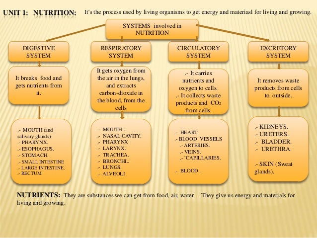 nutrition diagram nutrition diagram nutrition diagram nutrition diagram