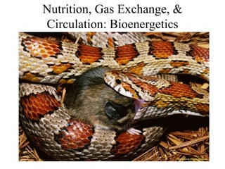 Nutrition, Gas Exchange, &
Circulation: Bioenergetics
 