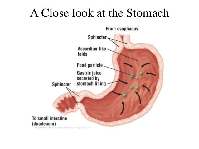 Nutrition digestion