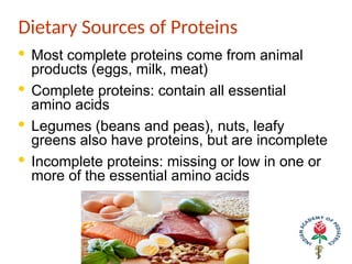 Dietary Sources of Proteins
· Most complete proteins come from animal
products (eggs, milk, meat)
· Complete proteins: contain all essential
amino acids
· Legumes (beans and peas), nuts, leafy
greens also have proteins, but are incomplete
· Incomplete proteins: missing or low in one or
more of the essential amino acids
 