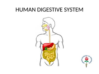 HUMAN DIGESTIVE SYSTEM
 