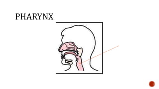 Nutrition glossary power point