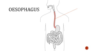 Nutrition glossary power point