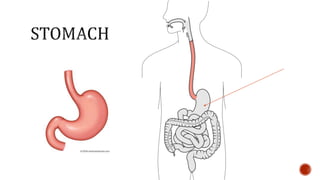 Nutrition glossary power point