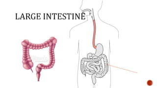 Nutrition glossary power point