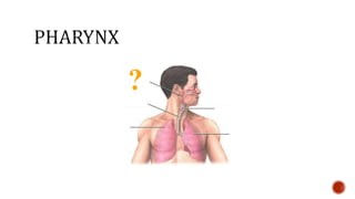 Nutrition glossary power point