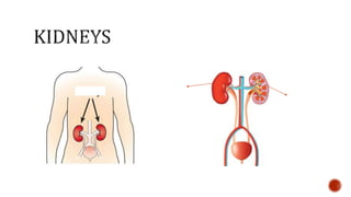 Nutrition glossary power point