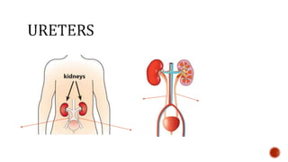 Nutrition glossary power point