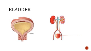 Nutrition glossary power point