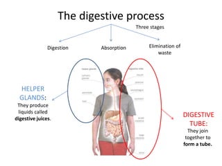 The digestive process 
Three stages 
Digestion Absorption Elimination of 
waste 
HELPER 
GLANDS: 
They produce 
liquids called 
digestive juices. 
DIGESTIVE 
TUBE: 
They join 
together to 
form a tube. 
 