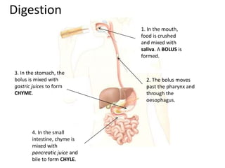 Digestion 
1. In the mouth, 
food is crushed 
and mixed with 
saliva. A BOLUS is 
formed. 
2. The bolus moves 
past the pharynx and 
through the 
oesophagus. 
3. In the stomach, the 
bolus is mixed with 
gastric juices to form 
CHYME. 
4. In the small 
intestine, chyme is 
mixed with 
pancreatic juice and 
bile to form CHYLE. 
 