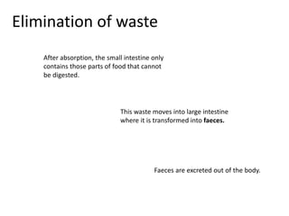 Elimination of waste 
After absorption, the small intestine only 
contains those parts of food that cannot 
be digested. 
This waste moves into large intestine 
where it is transformed into faeces. 
Faeces are excreted out of the body. 
