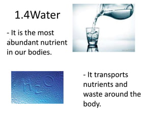 1.4Water 
- It is the most 
abundant - 
nutrient 
in our bodies. 
- It transports 
nutrients and 
waste around the 
body. 
 