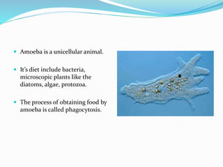  Amoeba is a unicellular animal.
It’s diet include bacteria,
microscopic plants like the
diatoms, algae, protozoa.
The process of obtaining food by
amoeba is called phagocytosis.
