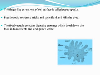 The finger like extensions of cell surface is called pseudopodia.
Pseudopodia secretes a sticky and toxic fluid and kills the prey.
The food vacuole contains digestive enzymes which breakdown the
food in to nutrients and undigested waste.