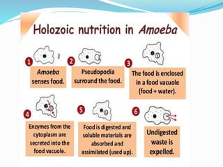 Nutrition in amoeba