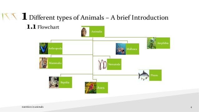 Animal Flow Chart