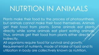 NUTRTION IN ANIMALS
Plants make their food by the process of photosynthesis,
but animals cannot make their food themselves. Animals
get their food from plants. Some animals eat plants
directly while some animals eat plant eating animals.
Thus, animals get their food from plants either directly or
indirectly.
All organisms require food for survival and growth.
Requirement of nutrients, mode of intake of food and its
utilization in body are collectively known as nutrition.
 