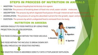 STEPS IN PROCESS OF NUTRITION IN ANIMALS
 INGESTION- The process of engulfing food into the body of an organism.
 DIGESTION- The process of breaking down of food into small, water soluble molecules.
 ABSORPTION- The process by which digested food passes through intestinal wall into blood stream.
 ASSIMILATION- The process of using the absorbed nutrient for the growth, repair and energy production.
 EGESTION- The process by which undigested food is removed from the body,
NUTRITION IN AMOEBA
AMOEBA ENGULF ITS FOOD PARTICLE BY USING FINGER LIKE
PROJECTION CALLED PSEUDOPODIA.
THE FOOD IS ENGULFED WITHIN THE FOOD VACUOLE.
THE FOOD WITHIN THE VACUOLE IS BREAK DOWN INTO SMALL
SOLUBLE MOLECULE BY DIGESTIVE ENZYMES.
THE DIGESTED FOOD IS ABSORBED DIRECTLY INTO CYTOPLASM BY DIFFUSION.
 