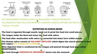 THE FOOD ABSORBED IN AMOEBA IS USED TO OBTAIN ENERGY THROUGH RESPIRATION.
THE UNDIGESTED FOOD COLLECTED IINSIDE CELL MEMBRANE SUDDENLY RUPTURES AND WASTE IS REMOVED
THROUGH THE BODY.
NUTRITION IN HUMAN BEING
The food is ingested through mouth, teeth cut & grind the food into small pieces.
The tongue holds the food and mixes the food with saliva.
The food after mastication with saliva is converted into bolus form within mouth.
The Human saliva consist of SALIVARY AMYLASE which digest the starch present in food
into sugar.(first of digestion in Mouth)
After digestion food is swallowed by the tongue and passed through food pipe called
OESOPHAGUS.
The food through PERISTALTIC MOVEMENT moves into the stomach.
 