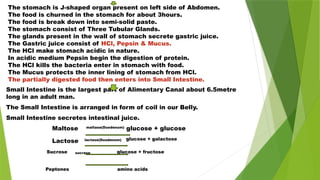 The stomach is J-shaped organ present on left side of Abdomen.
The food is churned in the stomach for about 3hours.
The food is break down into semi-solid paste.
The stomach consist of Three Tubular Glands.
The glands present in the wall of stomach secrete gastric juice.
The Gastric juice consist of HCl, Pepsin & Mucus.
The HCl make stomach acidic in nature.
In acidic medium Pepsin begin the digestion of protein.
The HCl kills the bacteria enter in stomach with food.
The Mucus protects the inner lining of stomach from HCl.
The partially digested food then enters into Small Intestine.
Small Intestine is the largest part of Alimentary Canal about 6.5metre
long in an adult man.
The Small Intestine is arranged in form of coil in our Belly.
Small Intestine secretes intestinal juice.
Maltose maltase(Duodenum)
glucose + glucose
Lactose lactase(Duodenum) glucose + galactose
Sucrose sucrase glucose + fructose
Peptones amino acids
 
