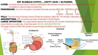 FAT GLOBULE DUODENUM
FATTY ACID + GLYCEROL
LIVER- It secretes bile juice which is stored in Gall Bladder. Bile activates the lipase enzyme. It is Greenish Yellow in colour.
It is alkaline in nature & help to emulsify fats.
PANCREASE- It is mixo crime gland. It secretes Pancreatic juice like AMYLASE, TRYPSIN & LIPASE.
STARCH PROTEIN FATS
VILLI- The inner lining of stomach consist of finger like projection called Villi. The villi help in absorption of Food.
ABSORPTION- 90% of nutrients and water is absorbed in Small Intestine.
LARGE INTESTINE- The Large Intestine absorbs the remaining 10% of water & electrolytes from undigested materials.
Large Intestine is a wider tube, it has three parts COLON, CAECUM & RECTUM.
The waste is stored in RECTUM and later on pass through the ANUS as faeces & stool.
DIAGRAM
 