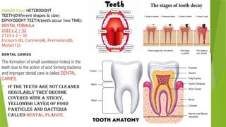 HUMAN have HETERODONT
TEETH(Different shapes & size)
DIPHYODONT TEETH(teeth occur two TIME)
DENTAL FORMULA
2123­
­
­x 2 = 32
­
­
­
2123 x 2 = 32
Incisors (8), Canines(4), Premolars(8),
Molar(12)
DENTAL CARIES
The formation of small cavities(or holes) in the
teeth due to the action of acid forming bacteria
and improper dental care is called DENTAL
CARIES.
 IF THE TEETH ARE NOT CLEANED
REGULARLY THEY BECOME
COVERED WITH A STICKY,
YELLOWISH LAYER OF FOOD
PARTICLES AND BACTERIA
CALLED DENTAL PLAGUE.
 